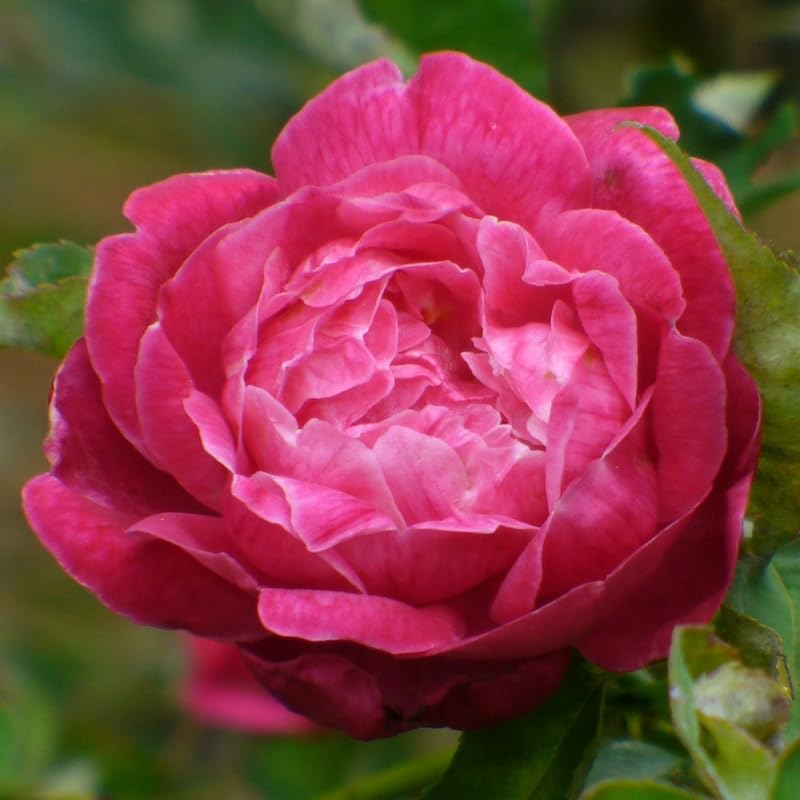 Climbing Rose Live Plant, Outdoor Garden Rose Plant, 5-9 Inch Tall by TANKDA