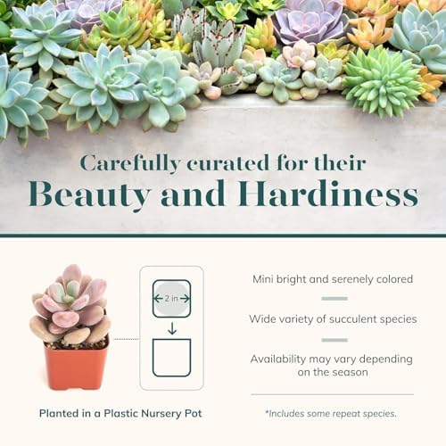 Shop Succulents Pastel Succulent Plant Pack Bulk Collection - Live Mini Succulent Plants, Low Maintenance, Bright & Serene Colors & Textures - Wedding and Party Favors, Gift & Garden, Pack of 100 - Image 4