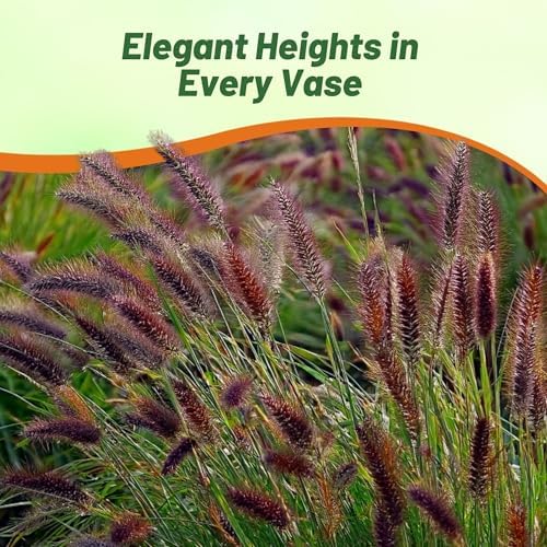 Outsidepride Pennisetum Thunbergii Red Buttons Ornamental Grass Seeds - 25 Pcs Perennial, Drought Tolerant Fountain Grass with Red Feathery Plumes for Low Maintenance Xeriscaping & Flower Arrangements - Image 6