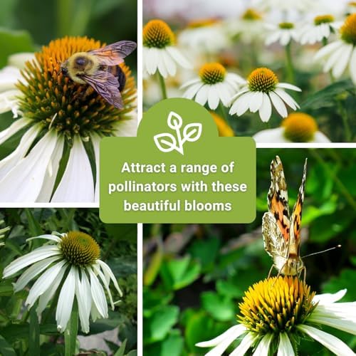 Sow Right Seeds- White Coneflower Seed for Planting Your Own Perennials 3pk - Image 6