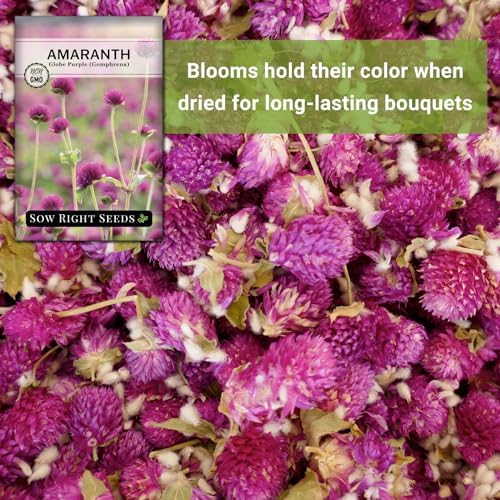 Sow Right Seeds - Purple Globe Amaranth Seed for Planting Gomphrena 3pk - Image 5