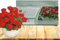 Outsidepride Scarlet Geranium Seeds for Planting - 50 Pcs Annual, Heat & Drought Tolerant Flower Seeds with Green Foliage & Scarlet Blooms for Pots, Borders & Lush Summer Garden Displays by Outsidepride