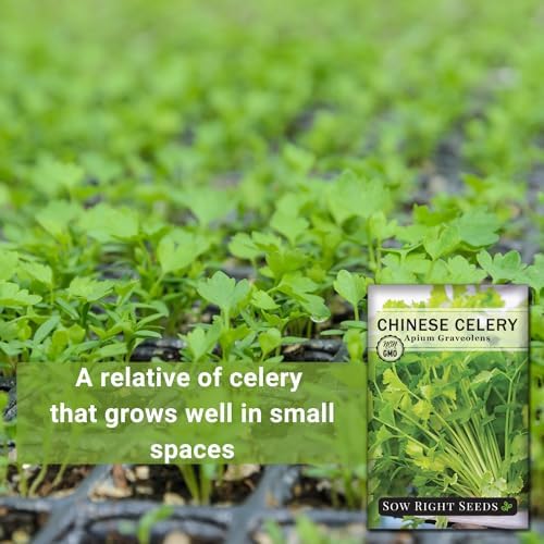 Sow Right Seeds - Chinese Celery Seed for Planting Outdoor Vegetable 4pk - Image 3