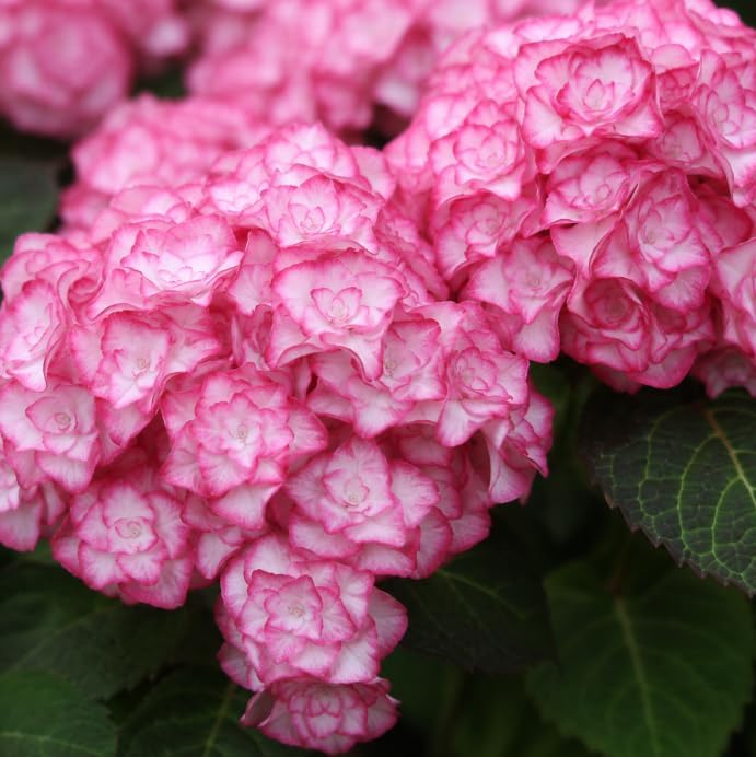 Dwarf Hydrangea Live Plant, White Pink Flowering Shrub Plant, Perennial Hydrangea for Indoor, Outdoor Garden 4 to 6 Inch Tall - Image 3