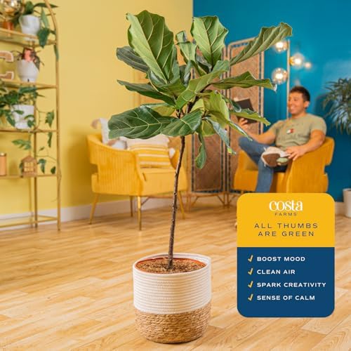 Costa Farms Fiddle Leaf Fig, Live Indoor Plant, Floor Plant, Statement Tree - Image 4