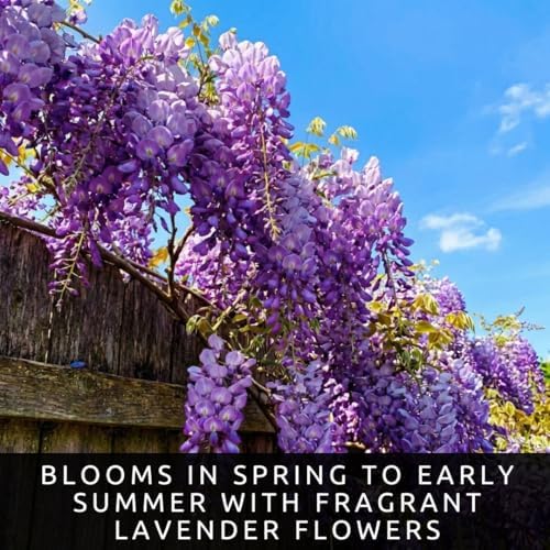 3 Wisteria Live Plants 1–2 Ft Tall – Flowering Wisteria Vine (Wisteria Floribunda) – Fast Growing Climbing Plant for Garden, Trellis, Pergola & Bonsai Training (3 Plants) - Image 4