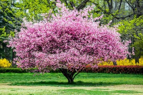 Flowering Almond Tree Plant Live, Ornamental Shrub, 8-12 Inch Tall - Image 2