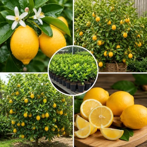 Meyer Lemon Tree Plant Live, Citrus Fruit Tree, 2 Ft Tall, 1 Gallon Pot - Image 3