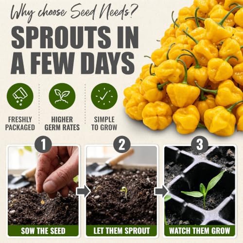 Seed Needs Jamaican Yellow Hot Pepper Seeds to Plant Vegetables - 2 Packs - Image 5