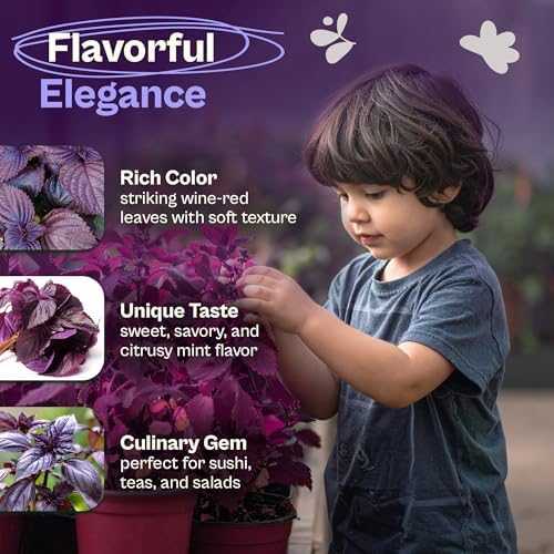 SVI 350 Red Shiso Seeds (Perilla frutescens) – Japanese Shiso Purple Perilla Seed Packets, Aromatic Leaves – Japanese Heirloom Herb Seeds for Outdoor & Indoor Herb Garden - Image 3