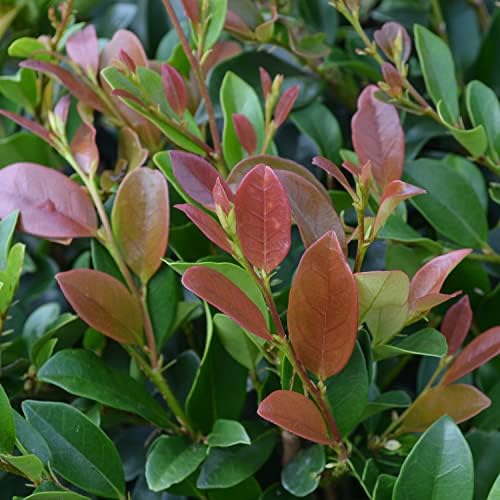 First Editions Linebacker Distylium, Live Evergreen Shrub, 3 Gallon - Image 5