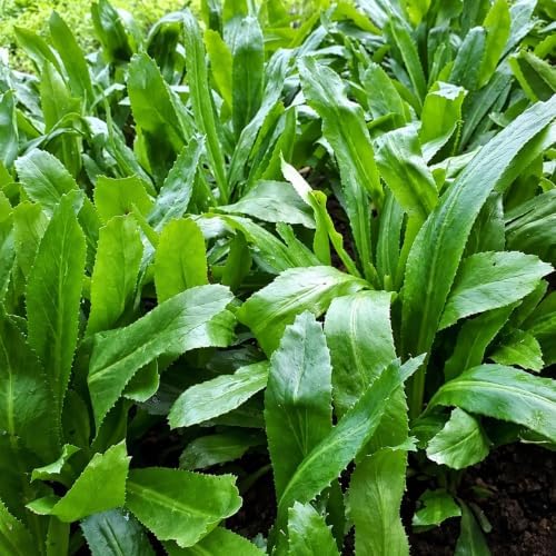3000+ Culantro (Ngò Gai) Heirloom Herb Seeds, Eryngium Foetidum - Image 7