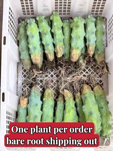 Live Boobie Cactus Plant 5~6 inches Tall (Myrtillocactus geometrizans ‘Fukurokuryuzinboku’) – Rare Collector Plant/Bare Root - Image 5