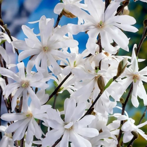 Star Magnolia Live Plant, Flowering Tree, 6-12 Inch Tall, 2.5 Inch Pot - Image 7