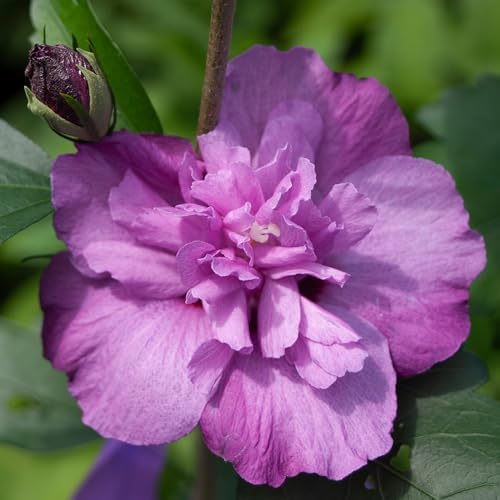 Proven Winners 2 Gal. Dark Lavender Chiffon Rose of Sharon (Hibiscus) Shrub - Image 2