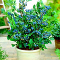 200pcs Dwarf Bonsai Blueberry Trees Seeds for Planting, Perennial Organic Sweet Gaint Blueberry Fruits Seeds, Non-GMO Heirloom Hummingbird Vine Pots Fruits Plants for Home Garden by MIXRUGBACWATER