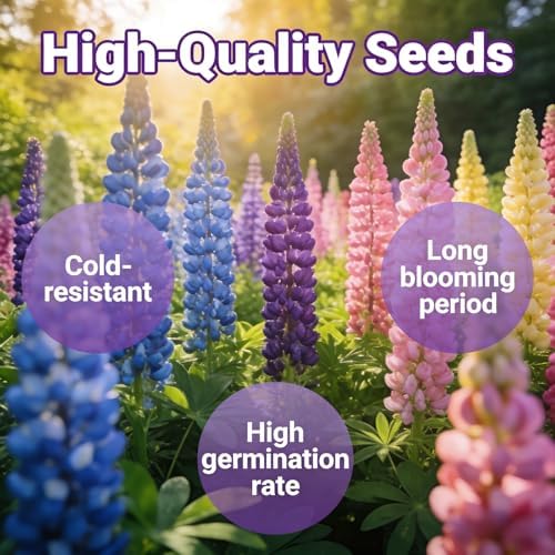 Lupine Seeds to Plant, Mixed Colors Perennial Wildflower Pollinator Magnet - Image 4