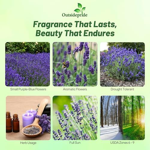Outsidepride English Lavender Seeds - 5000 Pcs Perennial Herb - Image 2