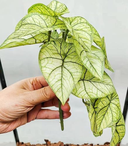 Reptile Plants for Terrarium,Habitat Decor, Hanging Plant with Suction Cup - Image 3