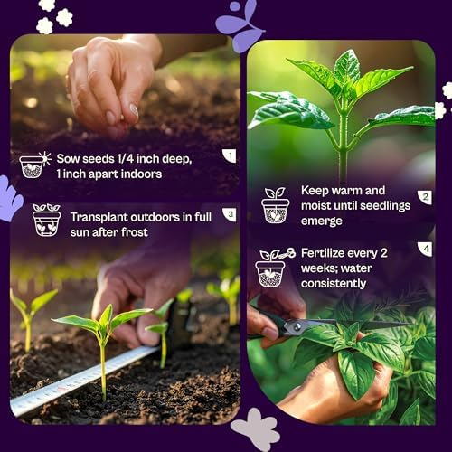 SVI 750 Lemongrass Seeds (Cymbopogon flexuosus) – West Indian Lemon Grass Seed Packets – Non GMO Heirloom Aromatic Culinary Herb Seeds for Containers, Outdoor & Indoor Herb Garden - Image 5