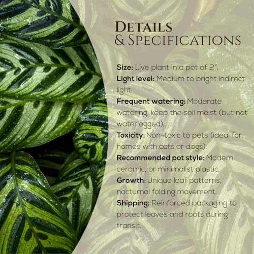 Calathea Collection (4 Pack) Live Plants – Stunning Foliage Prayer Plants Like Orbifolia, Rose Painted, White Star & Dottie – Easy Indoor Tropical Plants – Pet Friendly – Natural Air Purifiers - Image 5