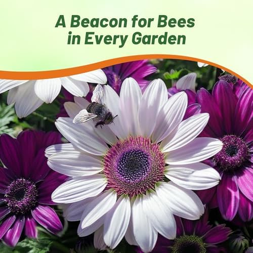 Outsidepride Osteospermum African Daisy Seed Mix - 100 Pcs. Perennial Flower Seeds for Planting Outdoors with Long-Lasting Blooms, Drought-Tolerant, Easy to Grow for Sunny Gardens & Borders - Image 5
