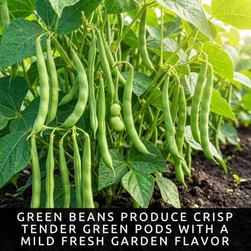 100 Premium Non-GMO Seed Collection, Green Beans - Image 2