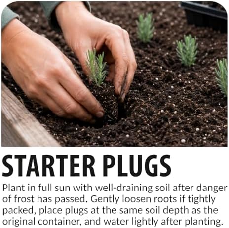 6 Live Lavender Plant Plugs | Fragrant Purple Perennial Starter Plants - Image 3
