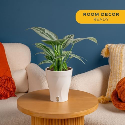 Costa Farms Silver Indukan, Live Indoor Plant, Easy Care, Home Decor - Image 2