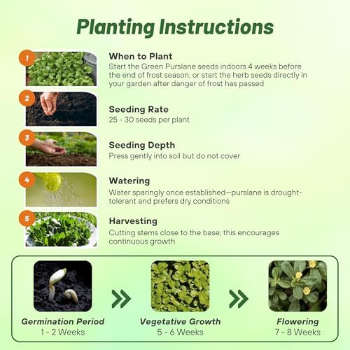 Outsidepride Green Purslane Seeds for Planting - 10,000 Pcs Annual, Easy to Grow, Vitamin-Rich & Drought Tolerant Succulent Seeds for Culinary, Xeriscaping, Containers & Hanging Baskets - Image 4