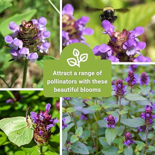Sow Right Seeds - Heal-All Seed for Planting Self Heal Perennial Herb 3pk - Image 6