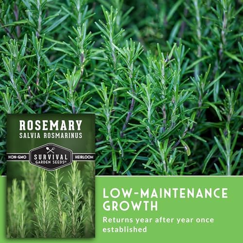 Rosemary Seeds for Planting – Survival Garden Seeds (2 Pack) - Image 4