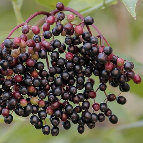 10 Black Elderberry Cuttings Bushes Live Plants, Berry Shrub, 6-8 Inch Tall - Image 2