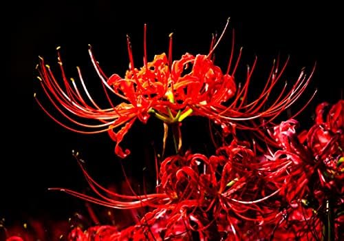 3 Heirloom Red Spider Lily (Lycoris Radiata) Bulbs, Fall Blooming Perennial by CZGrain