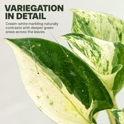 Epipremnum Global Japan Live Plant - Rare Variegated Pothos - Image 3
