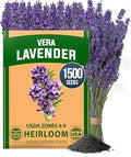 HOME GROWN English Lavender Seeds, 1,500+ Seeds, Lavandula antustifolia by HOMEGROWN
