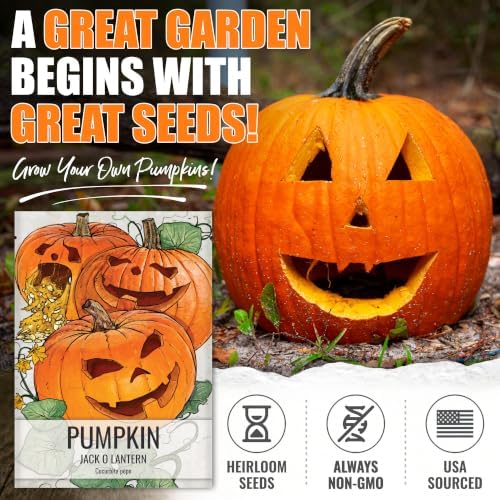 Seed Needs Jack O Lantern Pumpkin Seeds to Plant Vegetables - Bulk Pack - Image 2