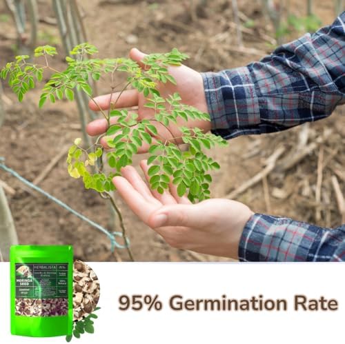 Herbalista Moringa Seeds | 3.5oz (100g) Approx. 350+ Seeds | Premium PKM1 Variety | Snacking & Planting | Non-GMO | Wildcrafted Drumstick Tree (Malunggay) | Moringa Oleifera Semillas - Image 6