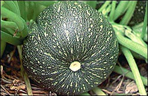 Summer Squash Seeds - 'Round Zucchini' Unusual!!! TASTY!!!!!!!!!(200 - Seeds) - Image 4