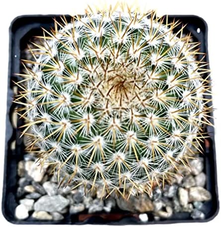 Live Mini Cactus Plants (8 Pack), Assorted Potted Cacti Variety Pack - Image 5