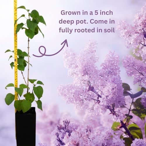 Purple Lilac Bush Live Plant, Hardy Fragrant Flower Shrub, 14-20 Inch Tall - Image 3