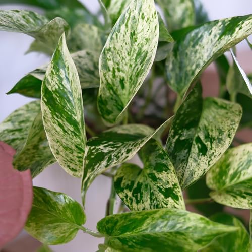 Marble Queen Pothos Plant in 4 Inch Planter Pot for Plants, Low Light Plants Live Houseplants, Pothos Live Plant Decor, Live Plants Indoor Plants Live Houseplants Live Indoor Plants by Plants for Pets - Image 3