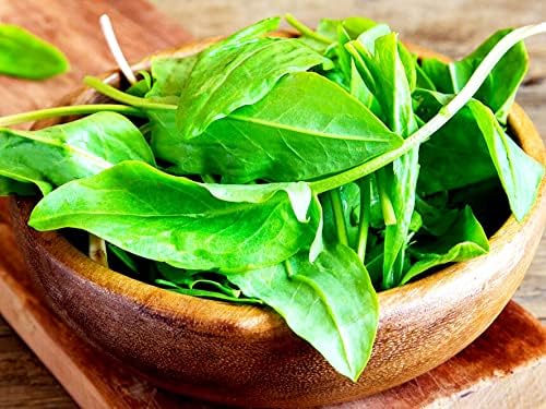 Garden Sorrel 2000+ Seeds for Planting Non-GMO - Image 3
