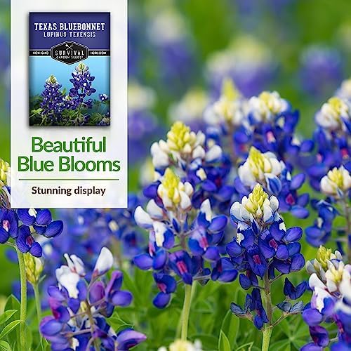 Texas Bluebonnet Seeds for Planting - 5 Packs - Image 4