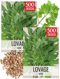 Seed Needs Lovage Seeds to Plant an Herb Garden - 2 Packs by SeedNeeds