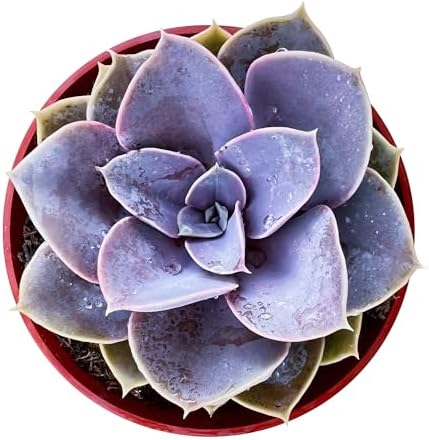 Sprout N Green Echeveria 'Perle von Nürnberg', Live Succulent Fully Rooted in 4" Pot, House Plant for Home Office Wedding Decoration DIY Projects Party Favor, Easy to Care, Pets Friendly by SproutNGreen