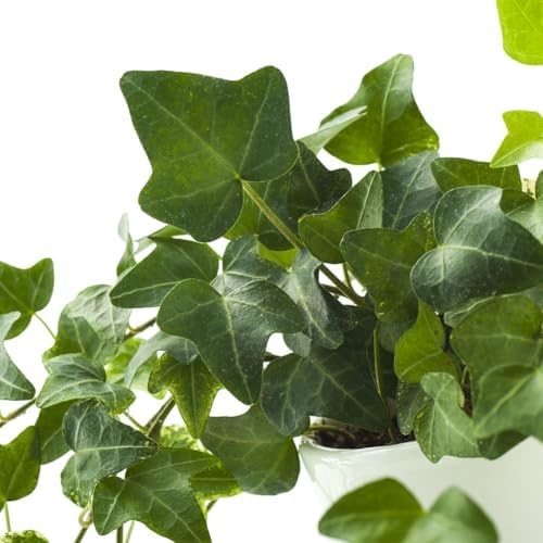 American Plant Exchange English Ivy Bundle, 2 Pack 4-Inch Pots, Green and Variegated, Vining Houseplants, Live Indoor Plants, Fast Growing, Easy to Care, Versatile Home & Garden Décor - Image 4