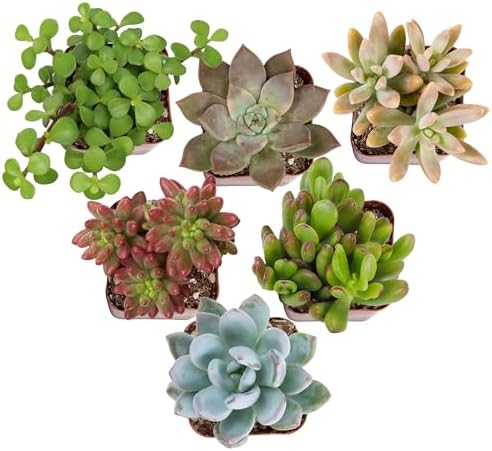 Altman Plants Specialty Live Succulent Plant (6 Pack), No Duplicates, Assorted Succulents Featuring Unique Colors & Shapes, 2 in Pots by AltmanPlants