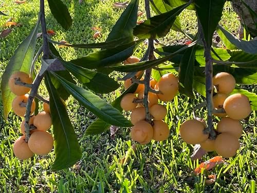 1 Grafted Perennial Golden Loquat Fruit Live Seedling Tree,Japanese Plump Live Tree App. 25" - Image 7