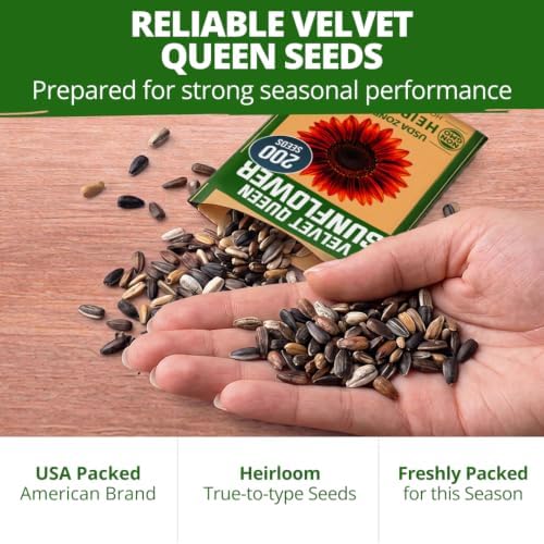 HOME GROWN Sunflower Seeds, Velvet Queen, 200 Seeds, Helianthus annuus - Image 7